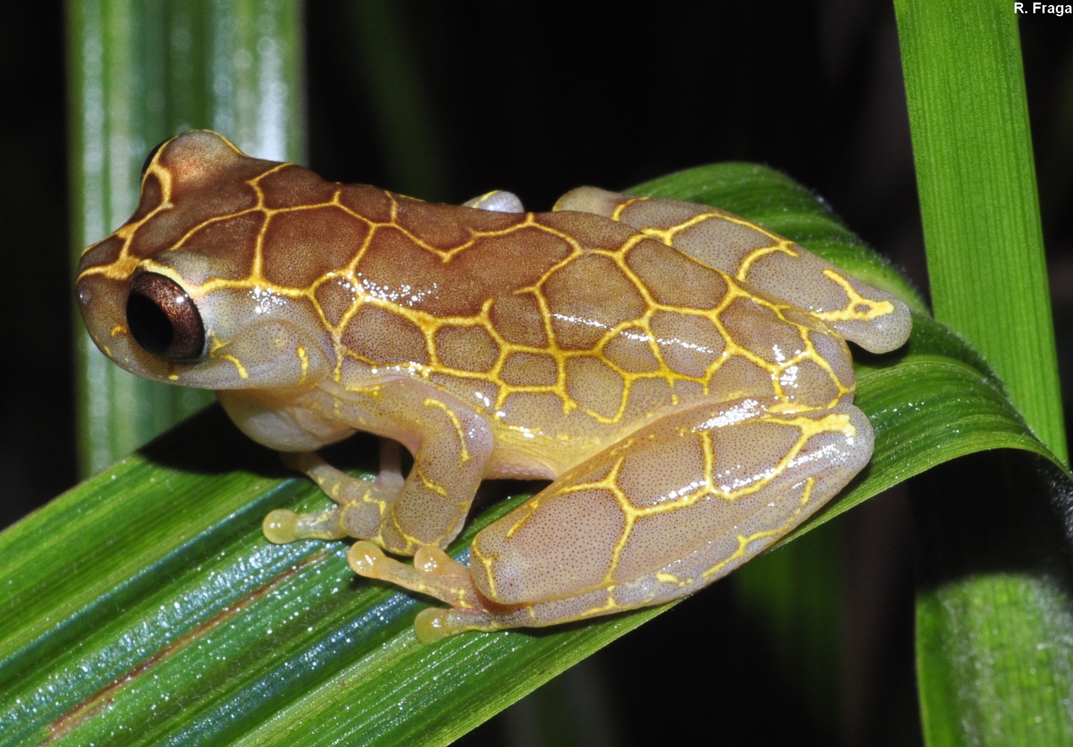 Dendropsophus gr. leucophyllatus ppbio.inpa.gov.br/inicio